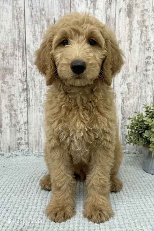 Chip REDUCED  – Goldendoodle puppy for sale in Peebles, OH
