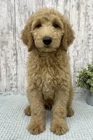 Chip REDUCED , a male Goldendoodle for sale in Peebles, OH – 1 of 1