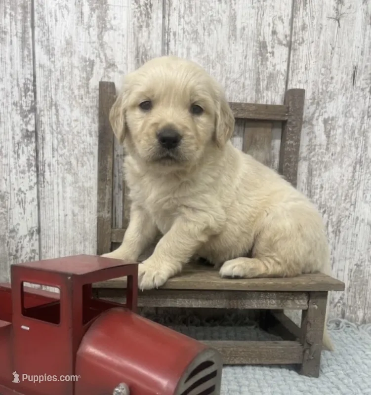 Male Golden – Golden Retriever puppy for sale in Peebles, OH