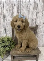 REDUCED FEMALE, a female Goldendoodle for sale in Peebles, OH – 1 of 1
