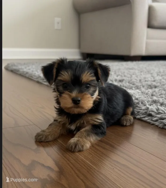 Male yorkie – Yorkshire Terrier puppy for sale in Peebles, OH