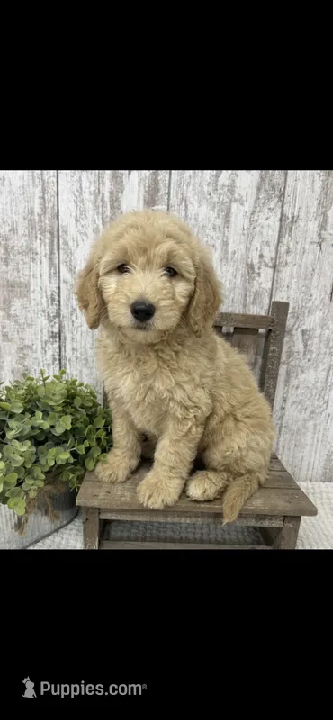 REDUCED  – Goldendoodle puppy for sale in Peebles, OH