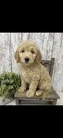 REDUCED , a male Goldendoodle for sale in Peebles, OH – 1 of 1