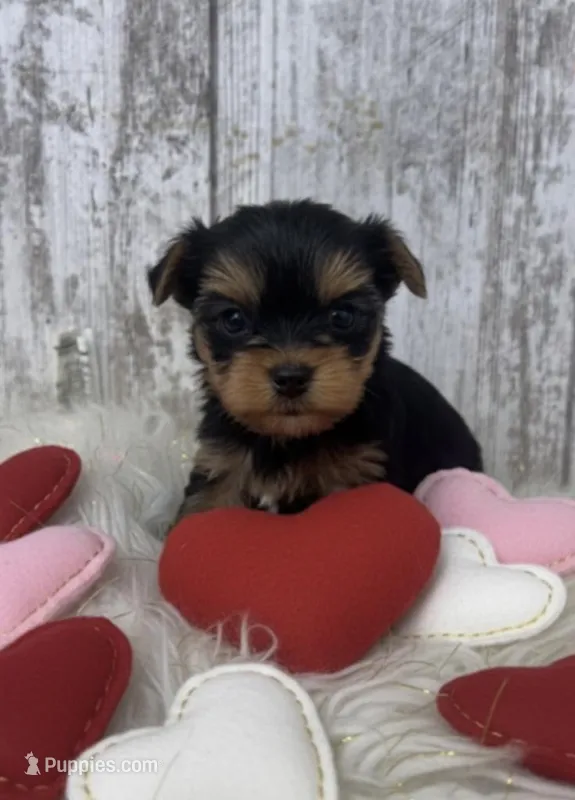 Male Yorkie
