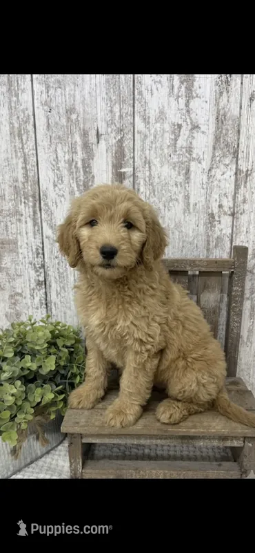 REDUCED  – Goldendoodle puppy for sale in Peebles, OH