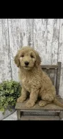 REDUCED , a male Goldendoodle for sale in Peebles, OH – 1 of 1