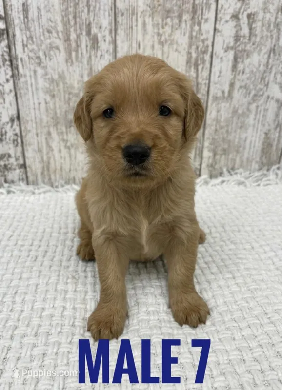 Male 7 – Golden Retriever puppy for sale in Peebles, OH