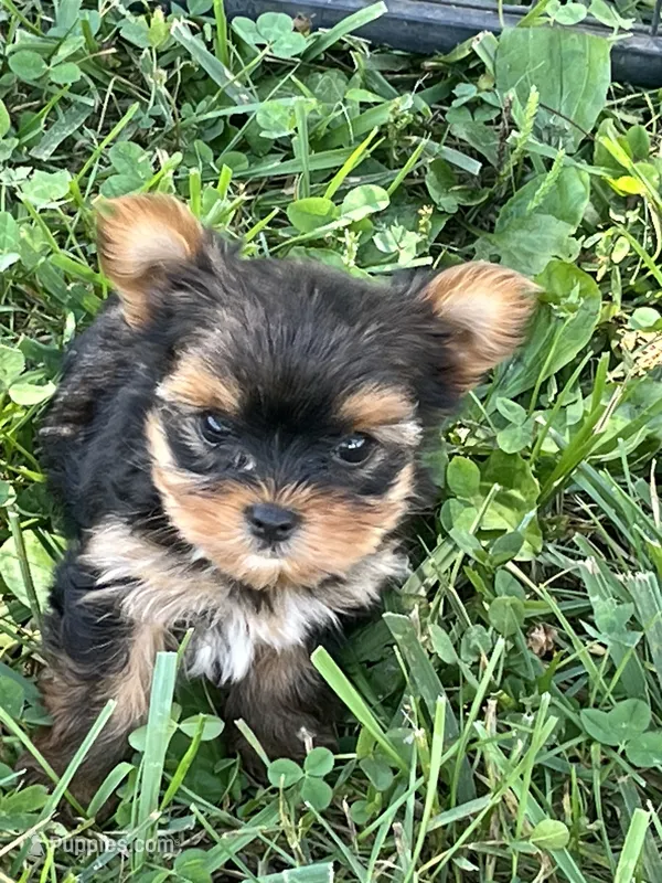 Female Yorkie – Yorkshire Terrier puppy for sale in Peebles, OH