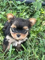 Female Yorkie, a female Yorkshire Terrier for sale in Peebles, OH – 1 of 1