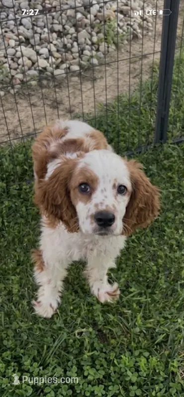 Buster – Cocker Spaniel puppy for sale in Peebles, OH