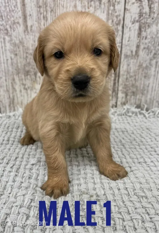Male 1 – Golden Retriever puppy for sale in Peebles, OH