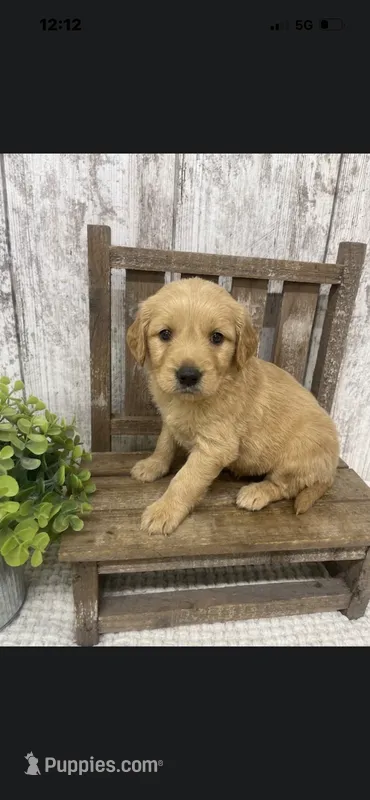 Male golden  – Golden Retriever puppy for sale in Peebles, OH