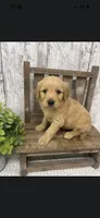 Male golden , a male Golden Retriever for sale in Peebles, OH – 1 of 1