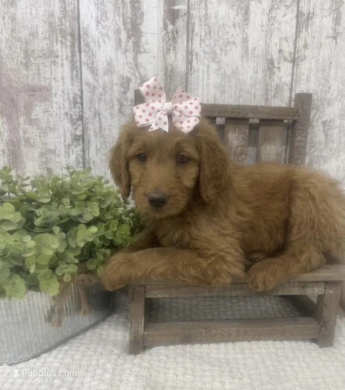 REDUCED  – Goldendoodle puppy for sale in Peebles, OH