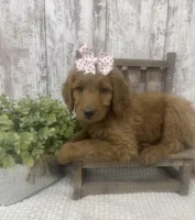REDUCED , a female Goldendoodle for sale in Peebles, OH – 1 of 1