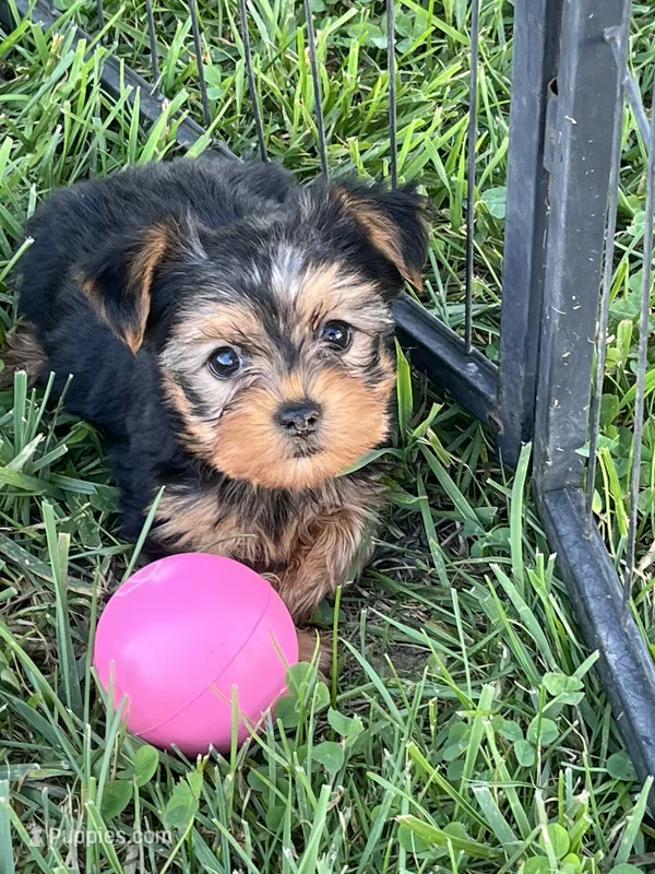 Female Yorkie – Yorkshire Terrier puppy for sale in Peebles, OH