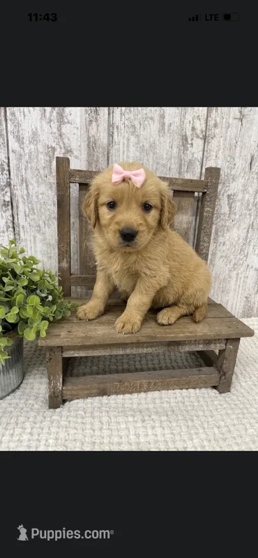 Female Golden – Golden Retriever puppy for sale in Peebles, OH