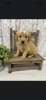 Female Golden, a female Golden Retriever for sale in Peebles, OH – 1 of 1
