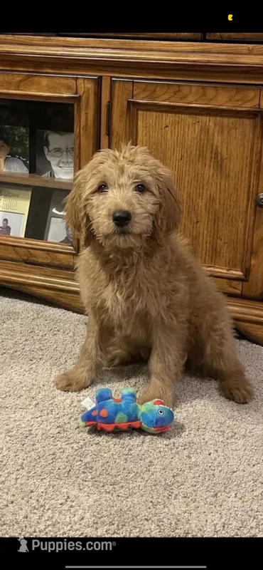 Chip – Goldendoodle puppy for sale in Peebles, OH