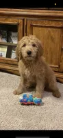 Chip, a male Goldendoodle for sale in Peebles, OH – 1 of 1