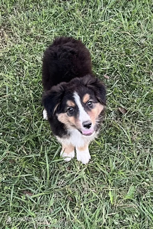 REDUCED – Australian Shepherd puppy for sale in Peebles, OH