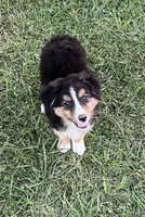 REDUCED, a male Australian Shepherd for sale in Peebles, OH – 1 of 1