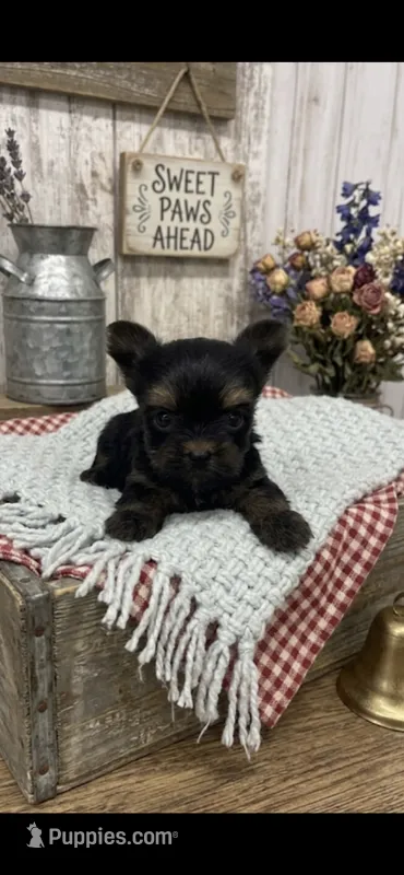 Male yorkie  – Yorkshire Terrier puppy for sale in Peebles, OH