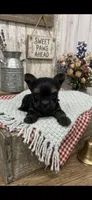 Male yorkie , a male Yorkshire Terrier for sale in Peebles, OH – 1 of 1