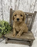 Male 2, a male Goldendoodle for sale in Peebles, OH – 1 of 1