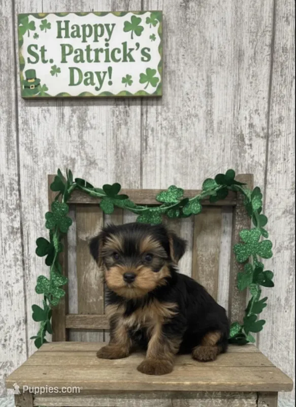 Male Yorkie , a male Yorkshire Terrier for sale in Peebles, OH – Photo 1 of 1