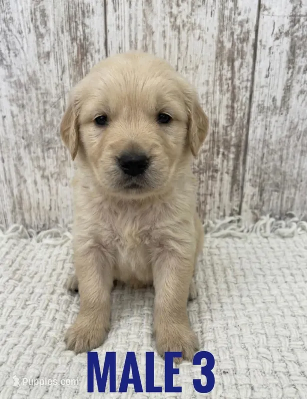 Male 3 – Golden Retriever puppy for sale in Peebles, OH