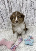 Red Tri female , a female Australian Shepherd for sale in Peebles, OH – 1 of 1