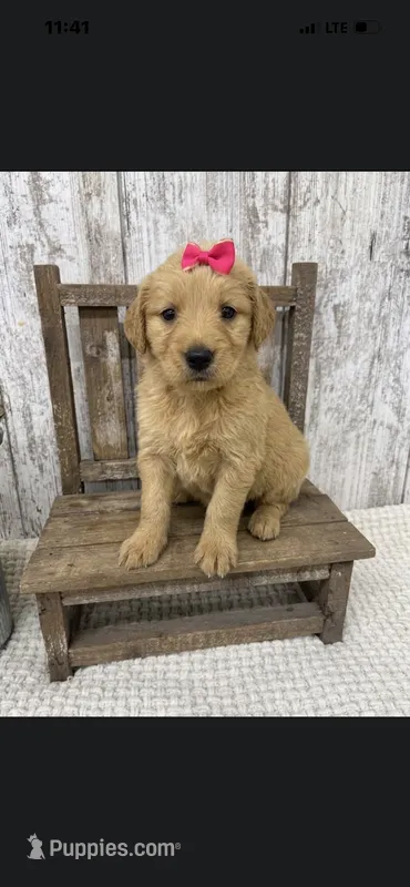 Female Golden – Golden Retriever puppy for sale in Peebles, OH