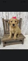 Female Golden, a male Golden Retriever for sale in Peebles, OH – 1 of 1