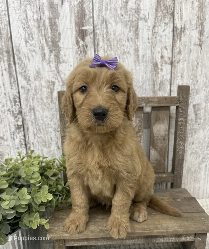 Female 2 – Goldendoodle puppy for sale in Peebles, OH