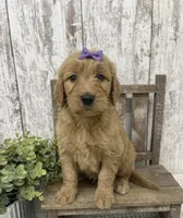Female 2, a female Goldendoodle for sale in Peebles, OH – 1 of 1