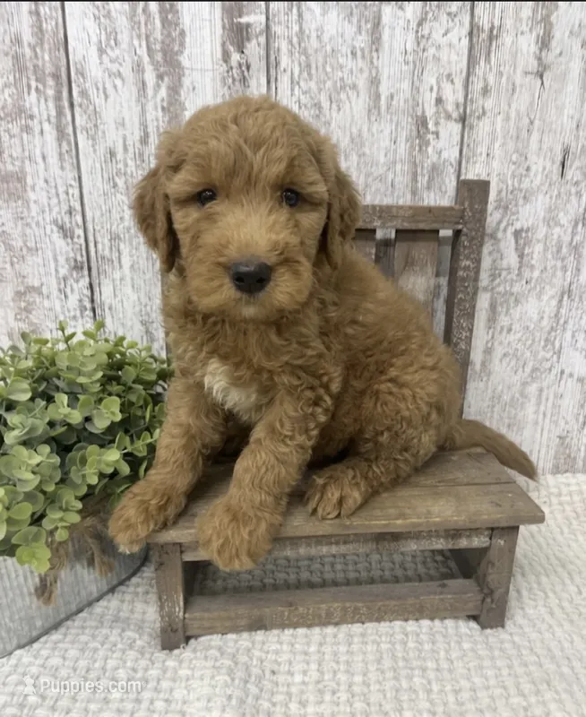REDUCED – Goldendoodle puppy for sale in Peebles, OH