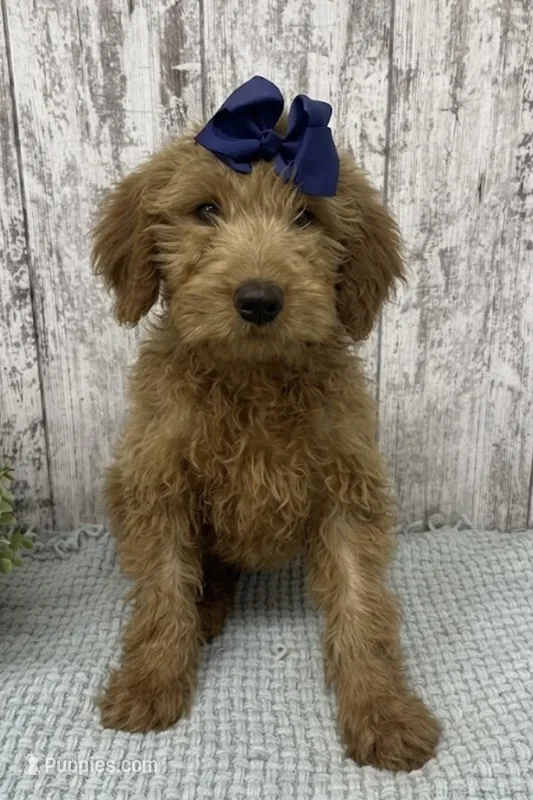 Ruby REDUCED  – Goldendoodle puppy for sale in Peebles, OH