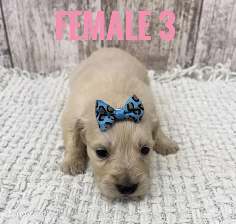 Female 3 – Golden Retriever puppy for sale in Peebles, OH