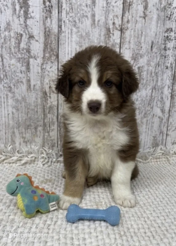 Red Tri male – Australian Shepherd puppy for sale in Peebles, OH