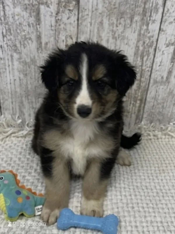REDUCED – Australian Shepherd puppy for sale in Peebles, OH