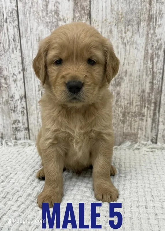 Male 5 – Golden Retriever puppy for sale in Peebles, OH