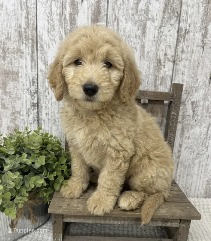 Male 3 – Goldendoodle puppy for sale in Peebles, OH