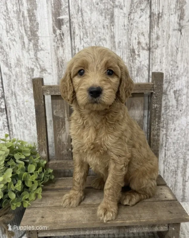 Male 3 – Goldendoodle puppy for sale in Peebles, OH