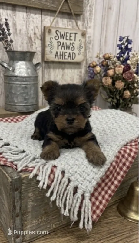 Female Yorkie  – Yorkshire Terrier puppy for sale in Peebles, OH