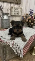 Female Yorkie , a female Yorkshire Terrier for sale in Peebles, OH – 1 of 1
