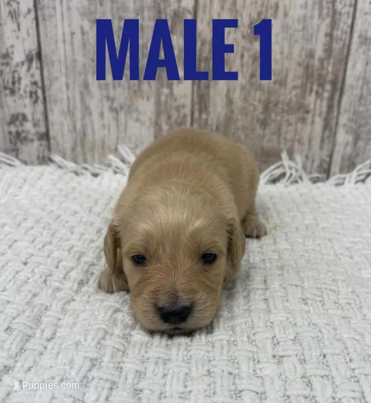 Male 1 – Golden Retriever puppy for sale in Peebles, OH