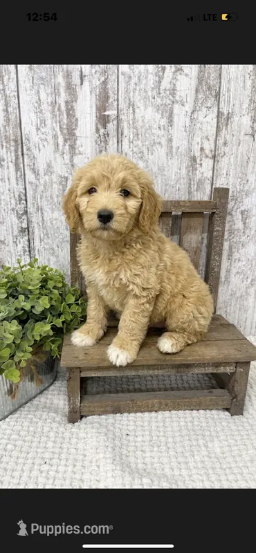 Male 4 – Goldendoodle puppy for sale in Peebles, OH