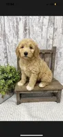 Male 4, a male Goldendoodle for sale in Peebles, OH – 1 of 1