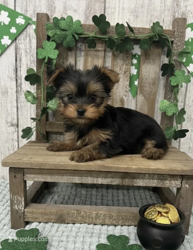 Female Yorkie